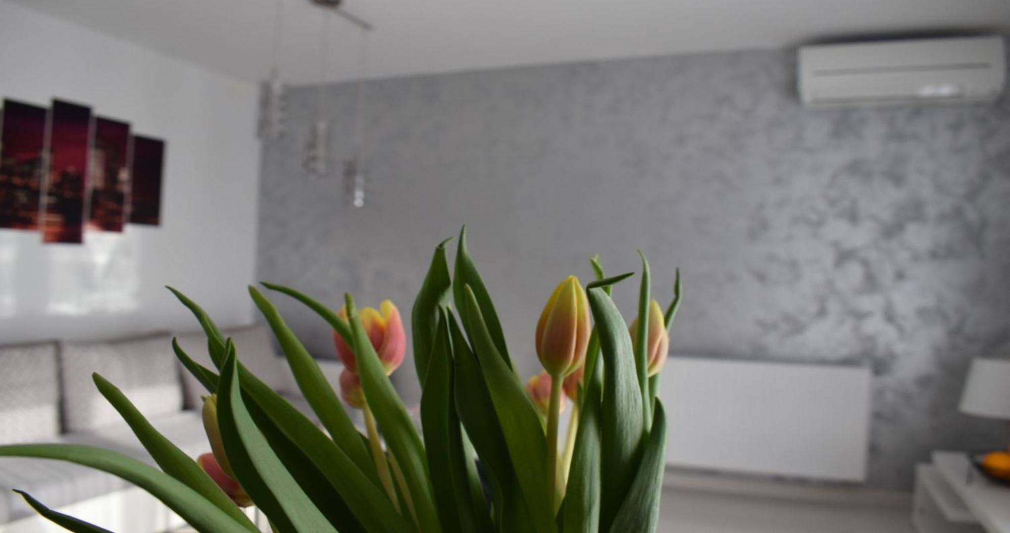 Apartmani Foresta Kras Esterno foto