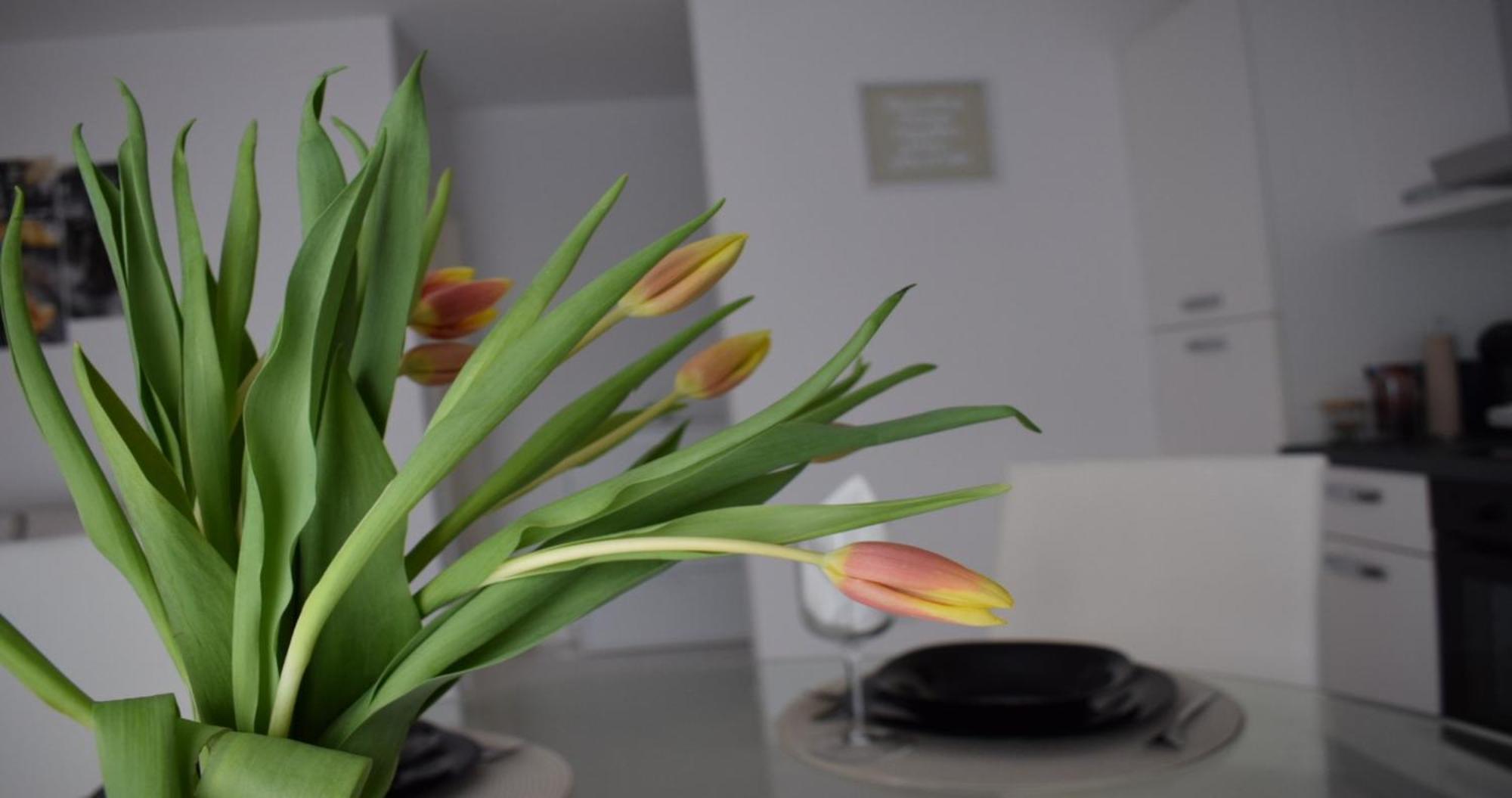 Apartmani Foresta Kras Esterno foto